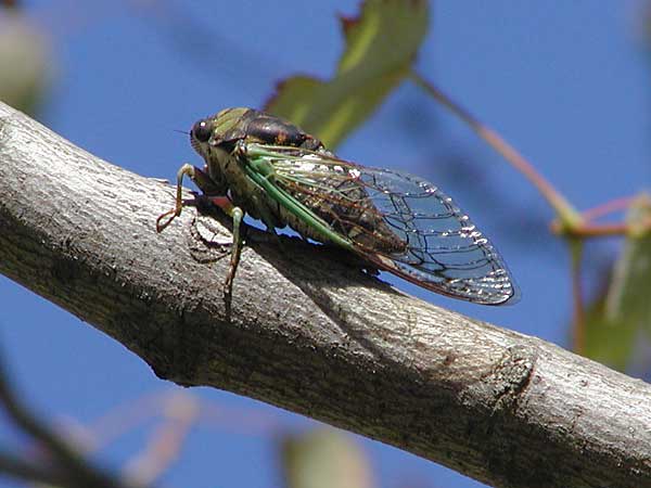 cicada.jpg