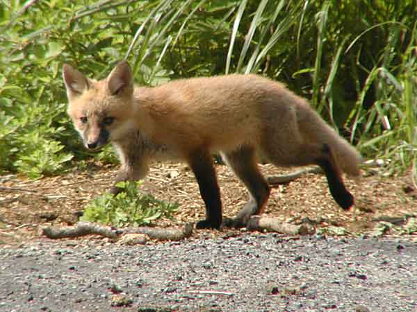 fox.jpg
