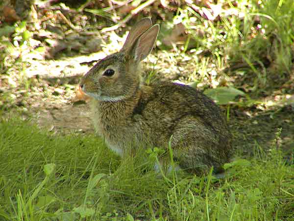 rabbit.jpg
