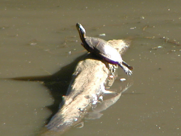 turtle.jpg