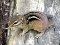 chipmunk
