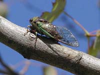 cicada