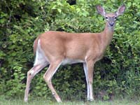 deer