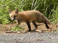 fox