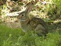rabbit