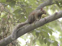 squirrel