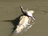 turtle