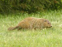 woodchuck